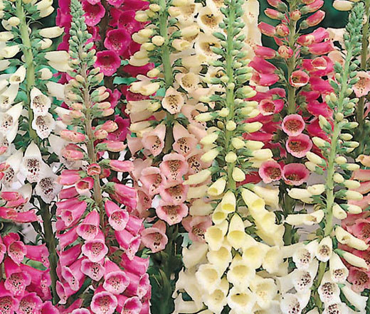FOXGLOVE EXCELSIOR MIX Digitalis Purpurea – 50,000 Bulk Seeds