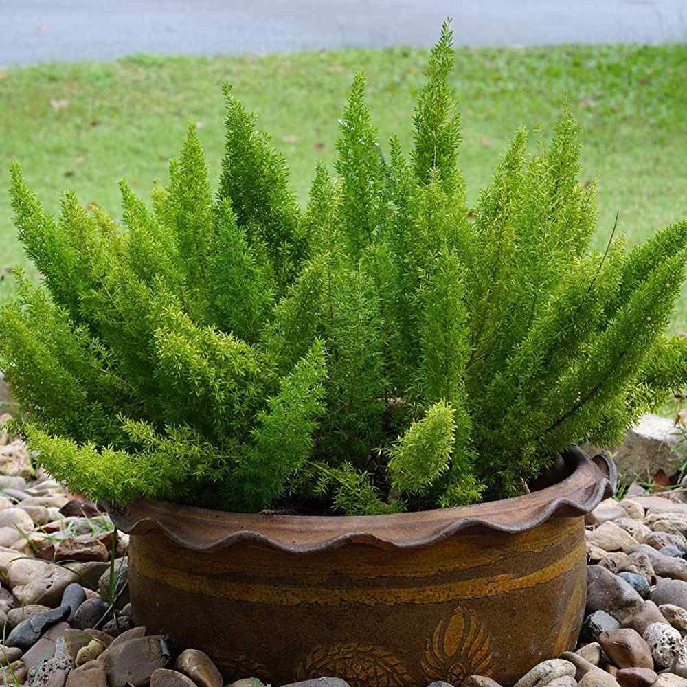 10 Seeds Asparagus Fern Meyeri Seeds – Asparagus Foxtail Flower Seed