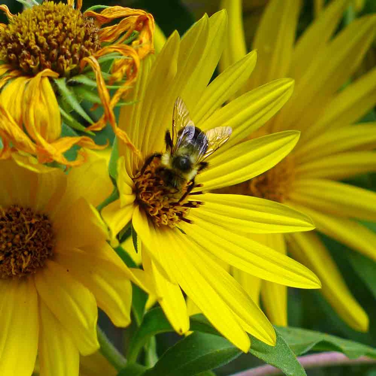 Maximilian Sunflower Seeds Helianthus annuus Free Shipping!
