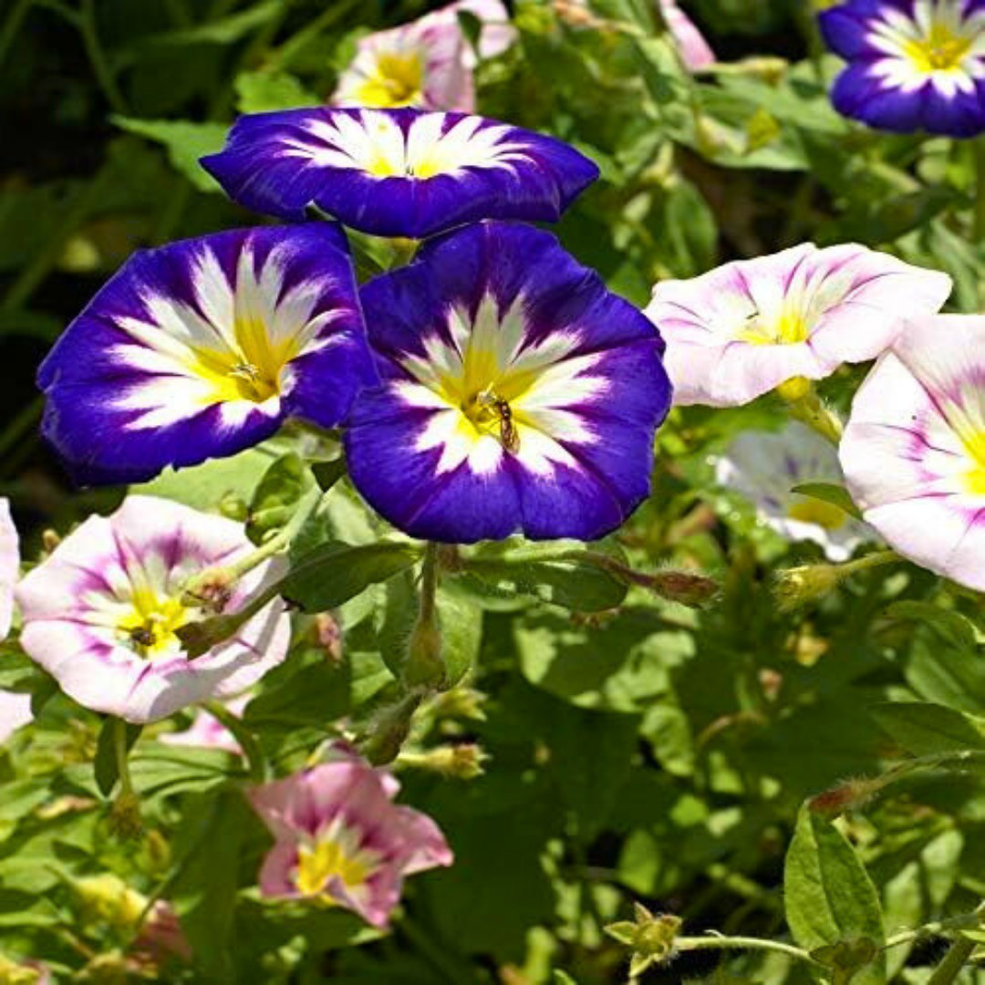 Fresh Dwarf Morning Glory Fairy Trumpets Seeds | Heirloom Non-GMO | Flower Seeds
