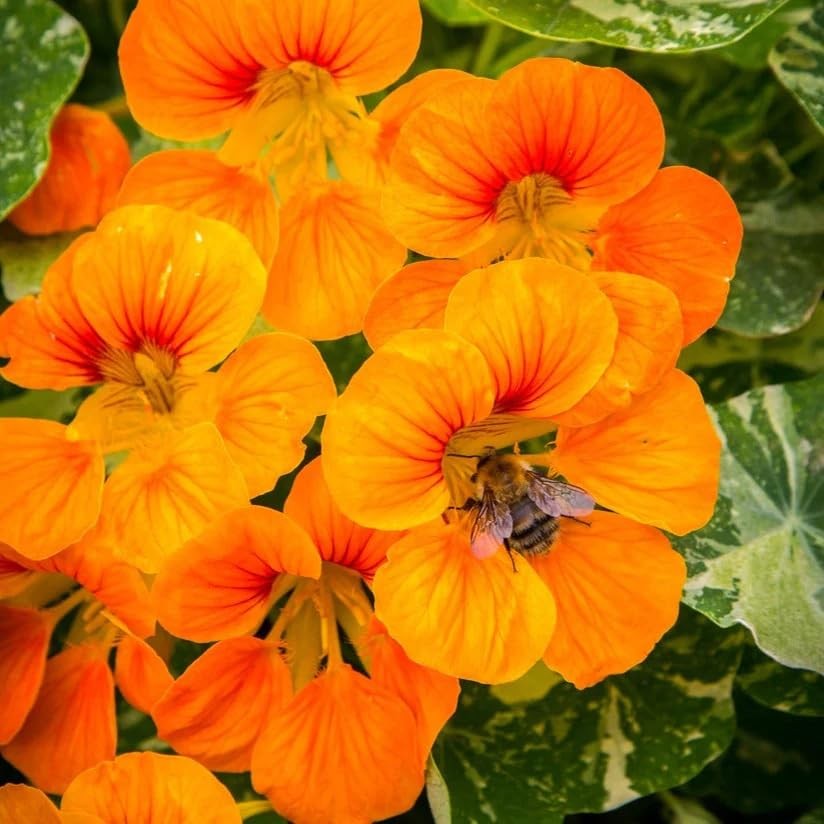 100+ Nasturtium Seeds for Planting-Annual Climbing Tropaeolum Nasturtium Seed…