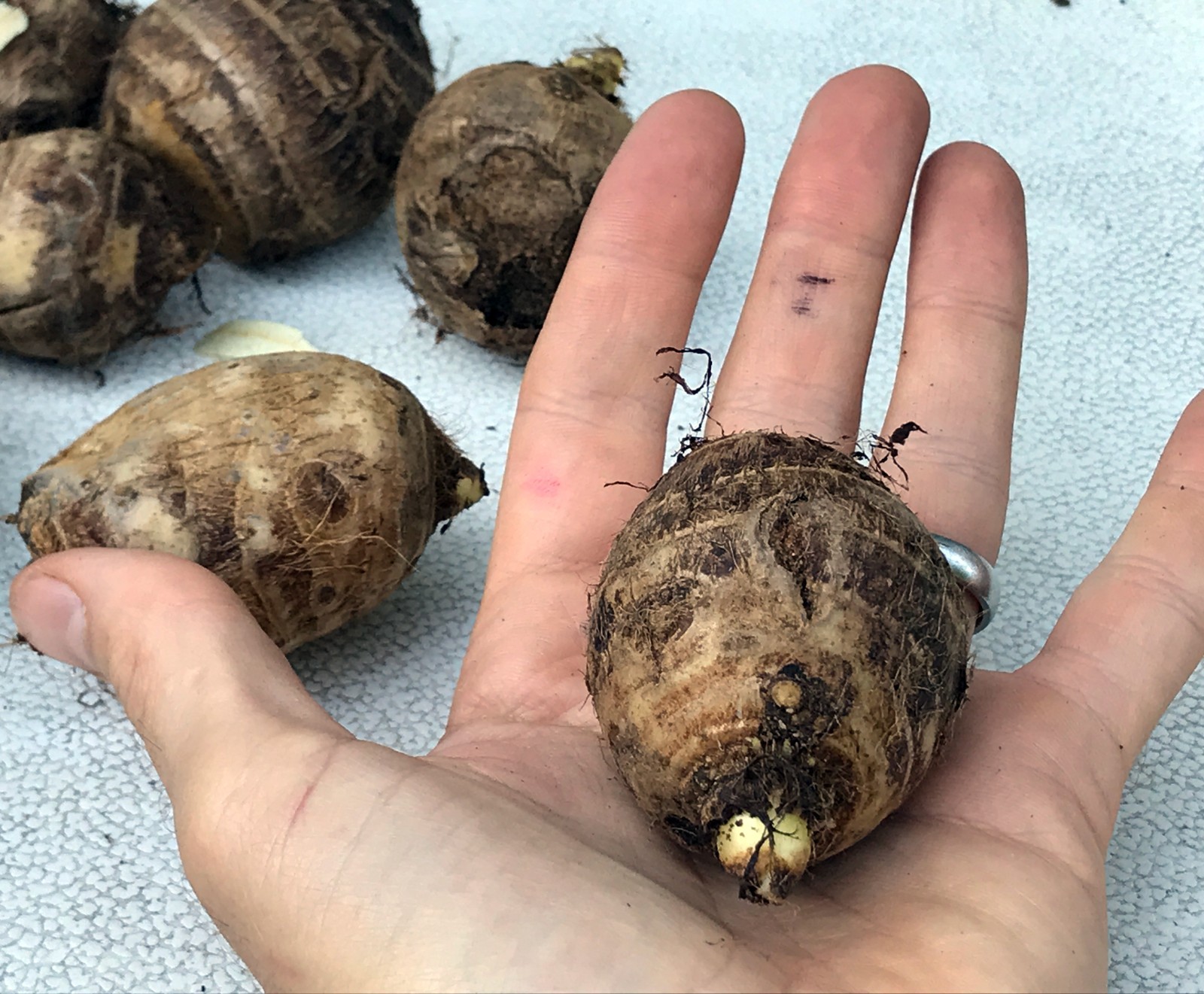 10 LIVE Colocasia Esculenta Elephant Ear Taro Gabi Kalo Eddo Bulbs READY to GROW