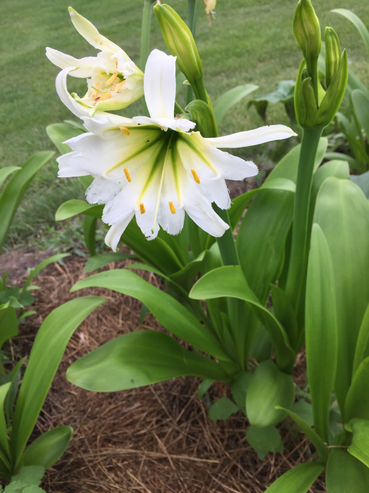 Spider Lily, Peruvian Daffodil Hymenocallis festalis 2 large bulbs