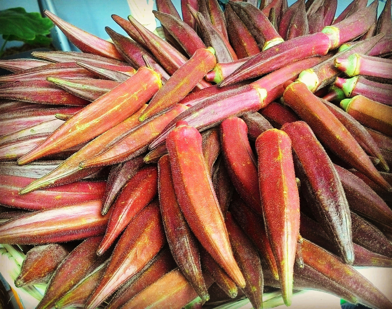50 JING ORANGE OKRA Abelmoschus Esculentus YellowFlwr Red Orange Vegetable Seeds