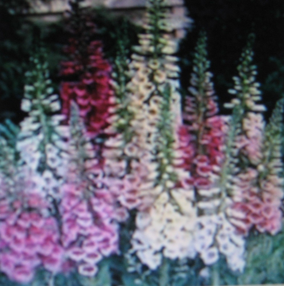 DIGITALIS * FOXGLOVE * MIXED COLORS * E-Z CARE * DRAMATIC SPIKES * HUMMINGBIRDS*