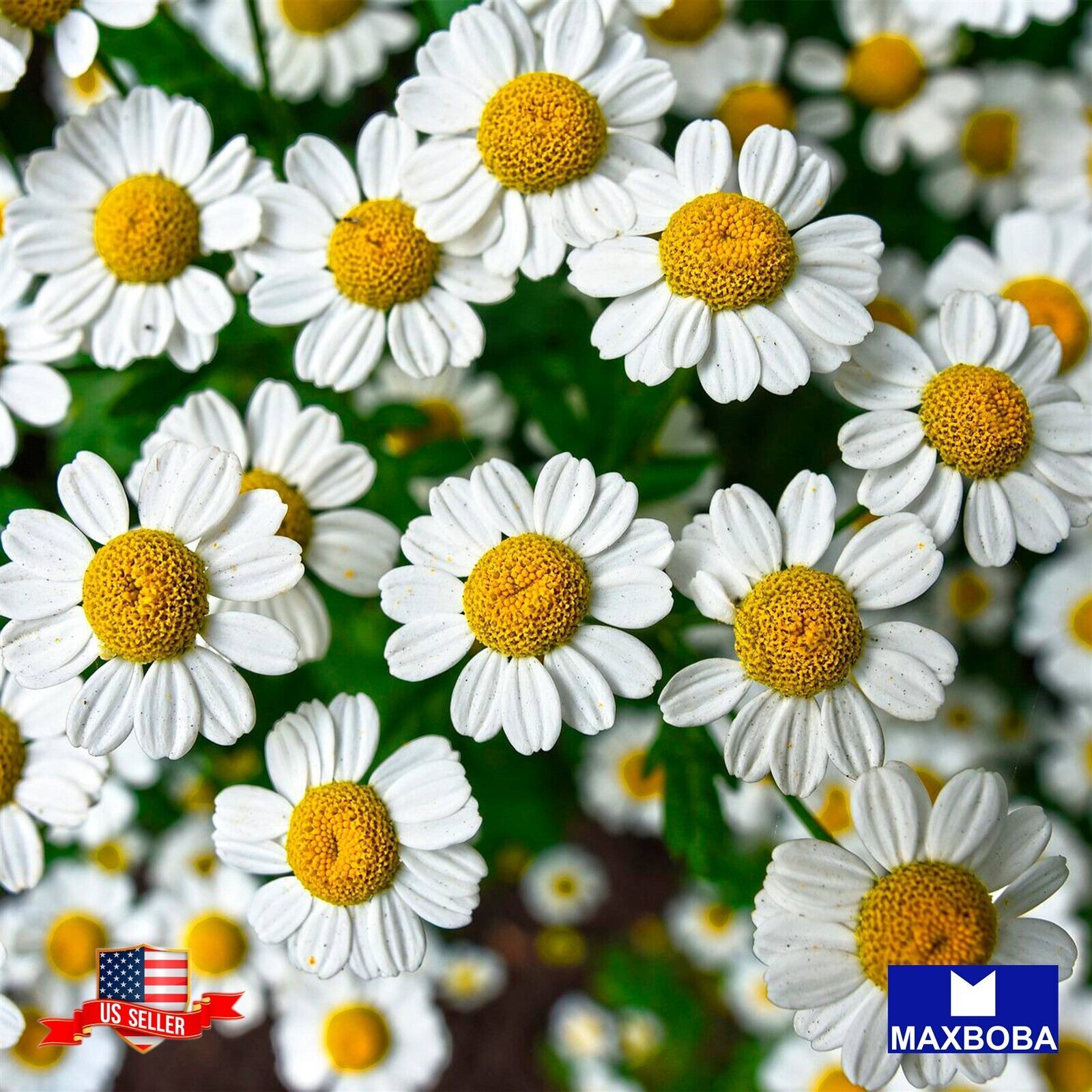 Fresh!!Chamomile Seeds German Matricaria chamomilla Non-GMO Heirloom Garden