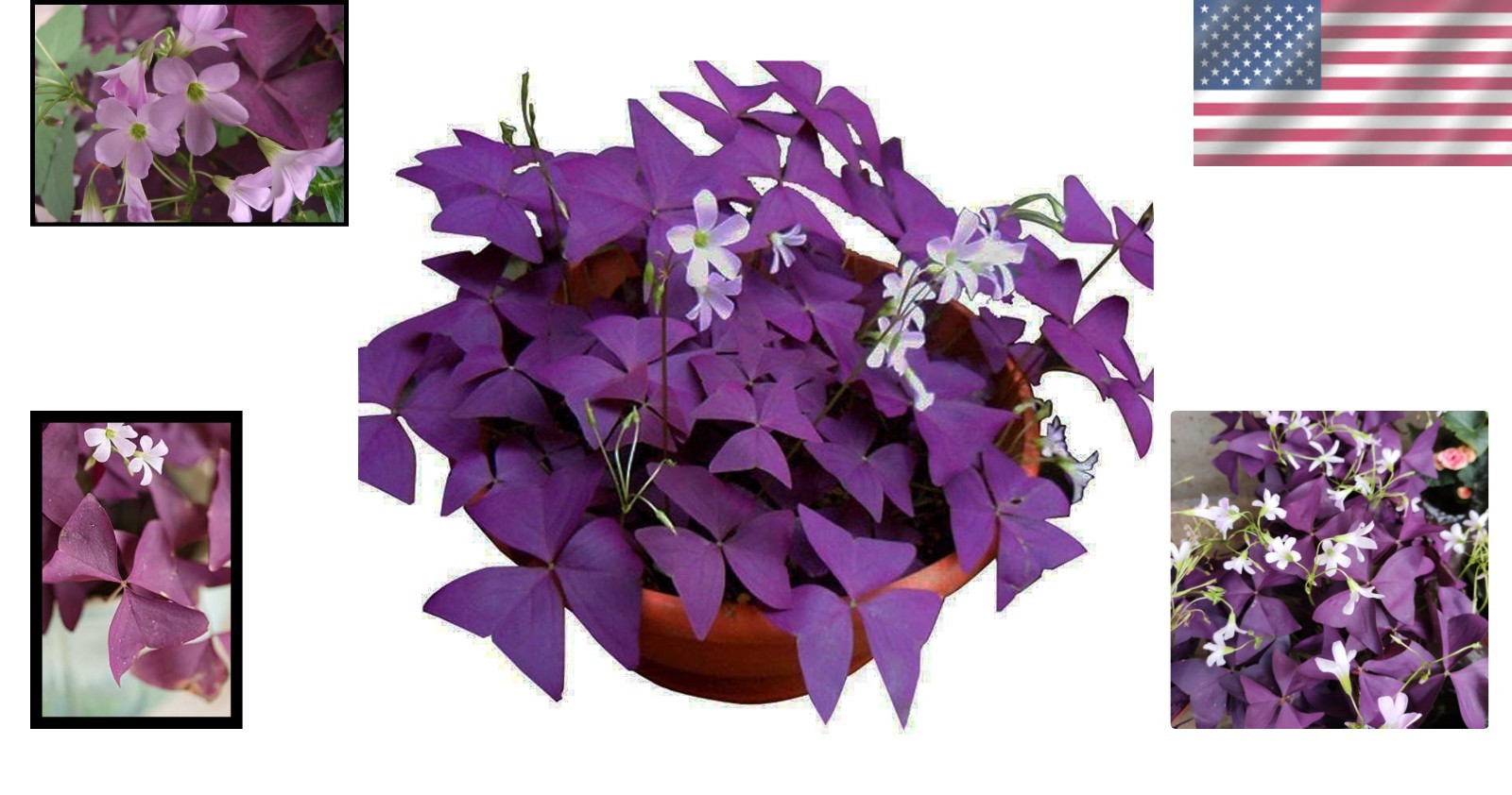 12PCS of Purple Shamrocks Bulbs – Beautiful -Round Blooms for Home & Garden