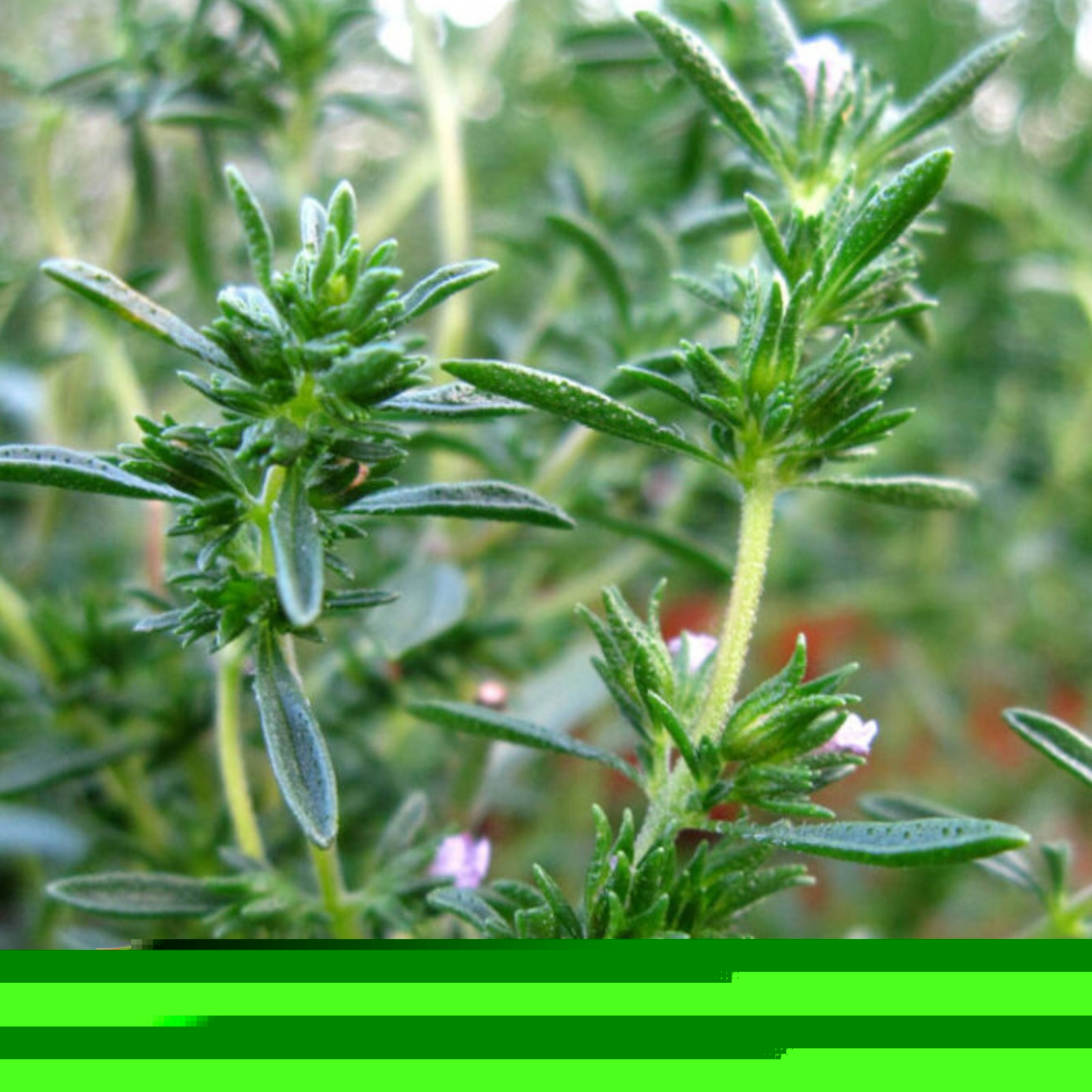 *125+ Winter Savory Seeds Non-GMO Heirloom