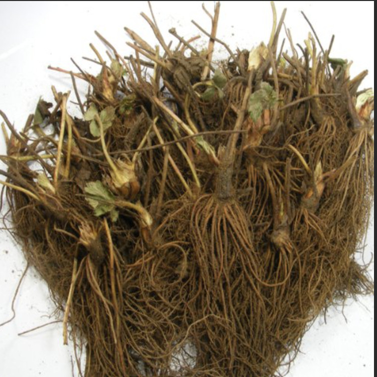 Seascape Everbearing Strawberry 10 Bare Root Plants – BEST FLAVOR