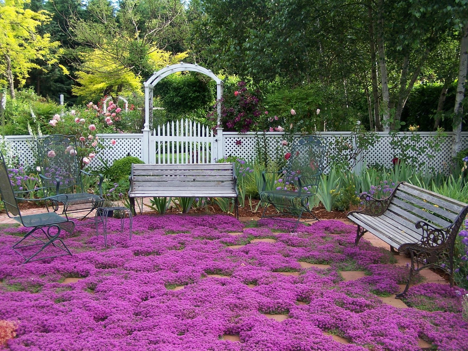 CREEPING THYME * ORNAMENTAL HERB * MEDICINAL * BUTTERFLY MAGNET *