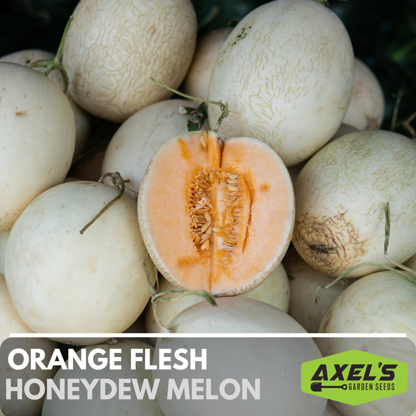 Orange Flesh Honeydew Melon Heirloom Non-GMO Seeds