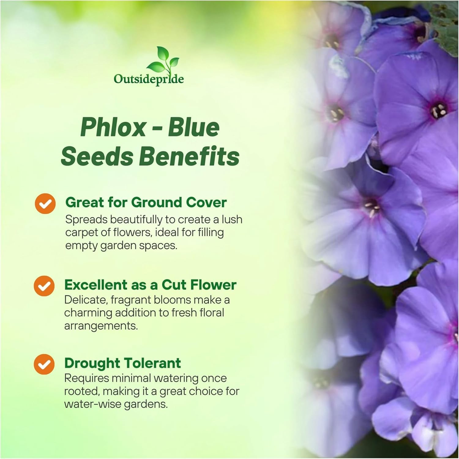 2000 Seeds Phlox Seeds – Drummond’s Phlox Blue Flower Seed