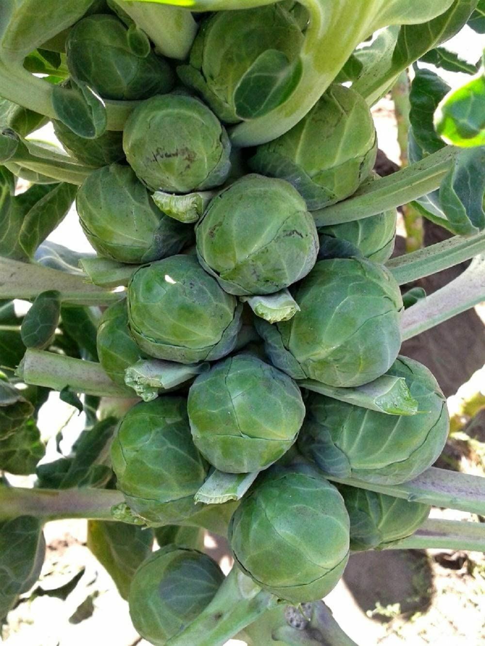 Brussel Sprout Seeds- Catskill, “COOL BEANS N SPROUTS” Brand. Home Gardening.