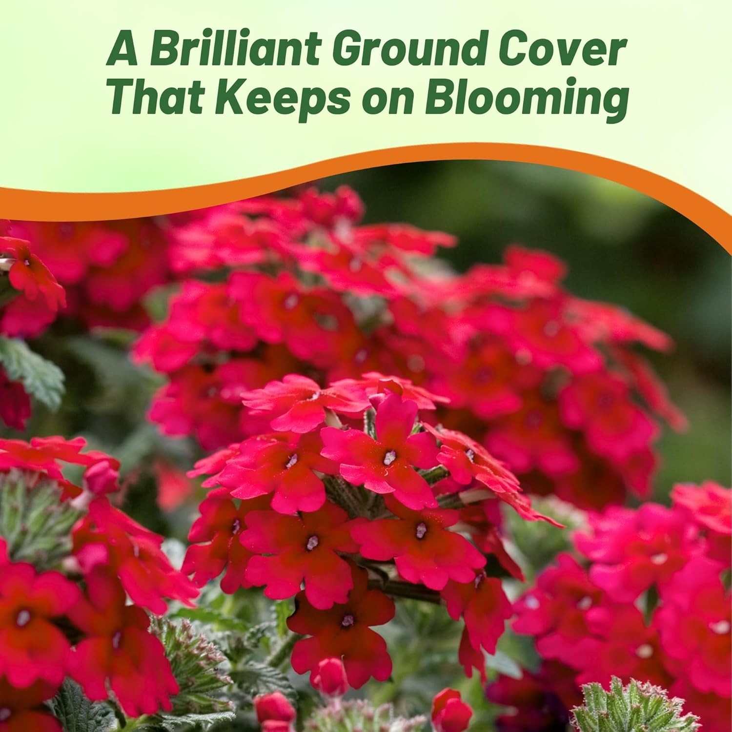 1000 Seeds Verbena Seeds – Verbena Hybrida Rose Ground Cover Seed