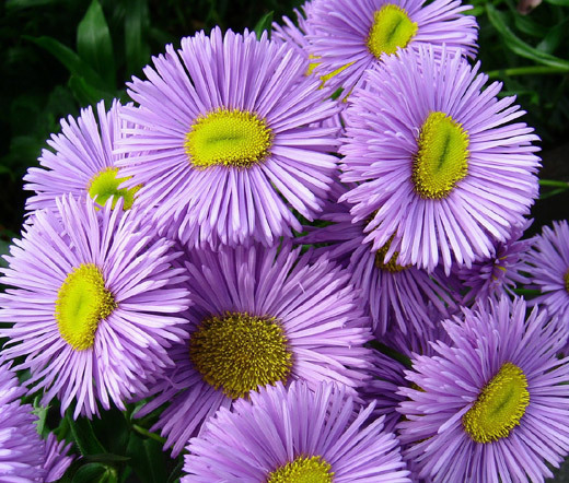 ERIGERON AZURE FAIRY Erigeron Speciosus – 250 Bulk Seeds