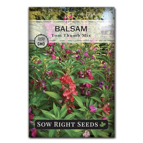 – Balsam Tom Thumb Mix Flower Seeds for Planting – Indoors or Outdoors – Non