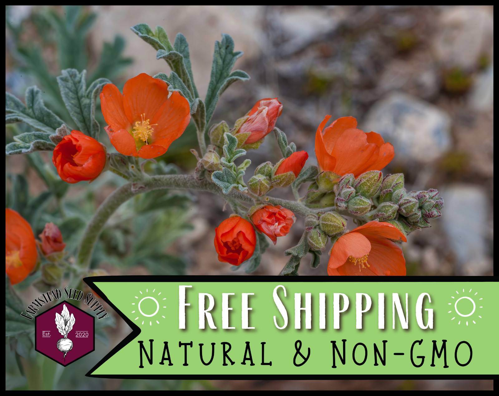 950+ Desert Globemallow Seeds | Native Wildflower Gardening, Sphaeralcea ambigua