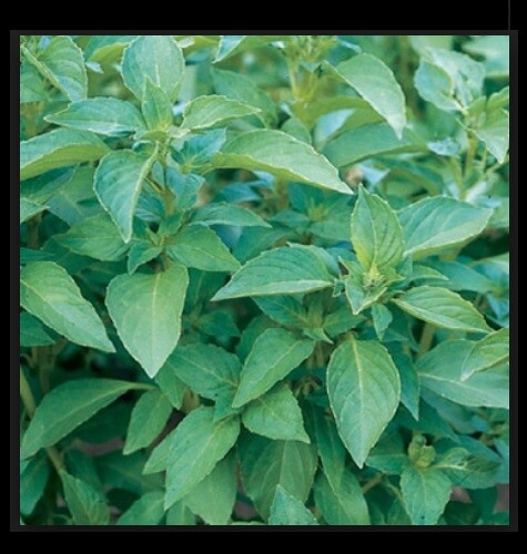 LEMON Basil Seeds Aroma Herb Container Garden Potpourri Scent Easy Fresh Bulk