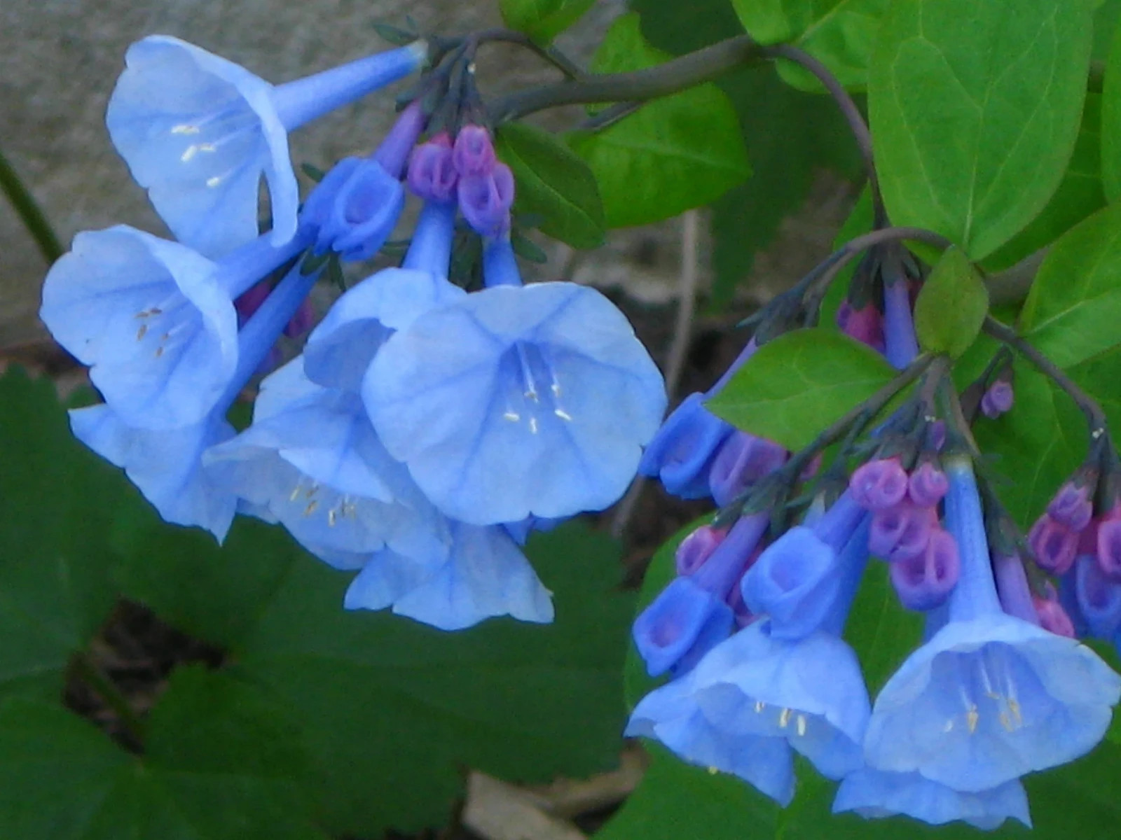 20 Virginia Bluebell roots wild flower shade lover (Mertensia)