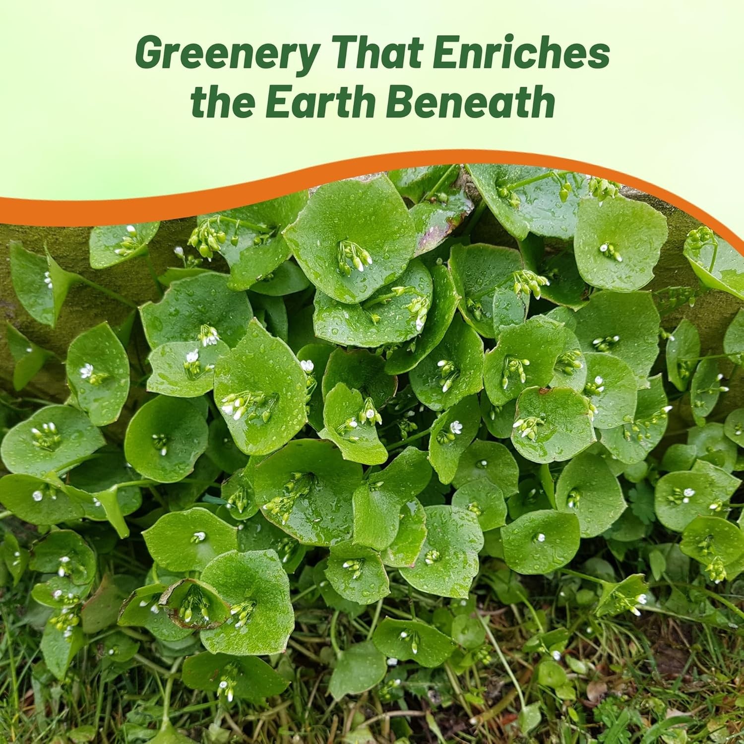 5000 Seeds Purslane Seeds For Planting Outdoors – Winter Purslane Herb Seeds