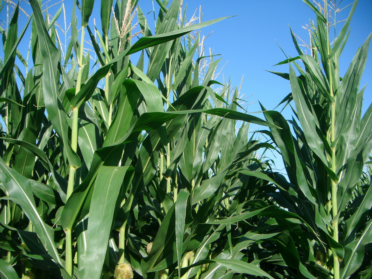 50+BLUE HOPI CORN Seed Organic Native Heirloom Summer Fall Vegetable Garden Easy