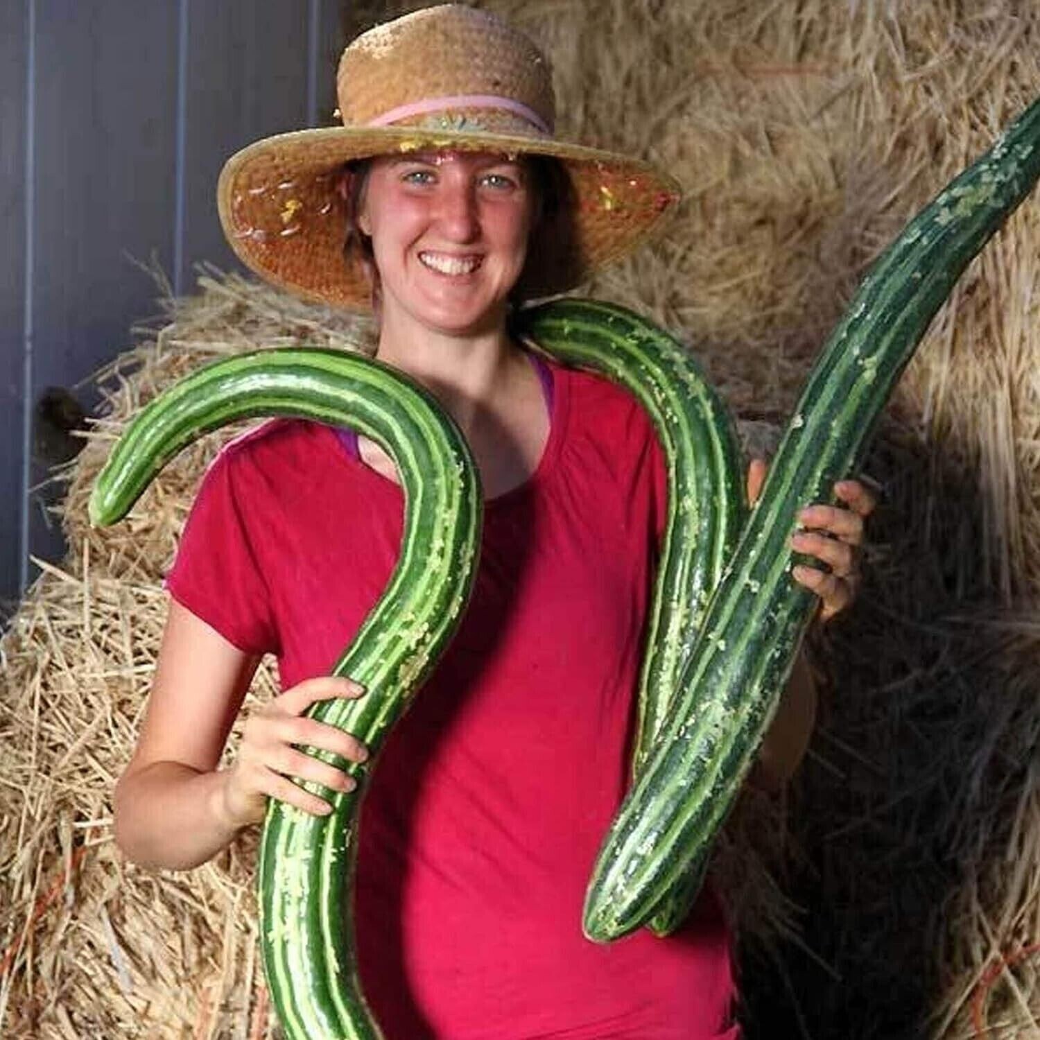 50+ Painted Serpent Cucumber Seeds ——– ORGANIC – HEIRLOOM – NON GMO — RARE