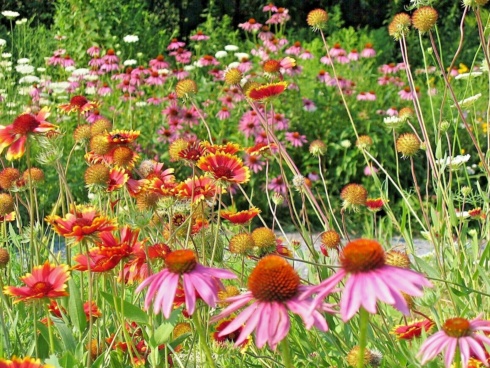 2000+NATIVE PERENNIAL WILDFLOWER Mix Seeds 17 Varieties Pollinators Cut Flowers
