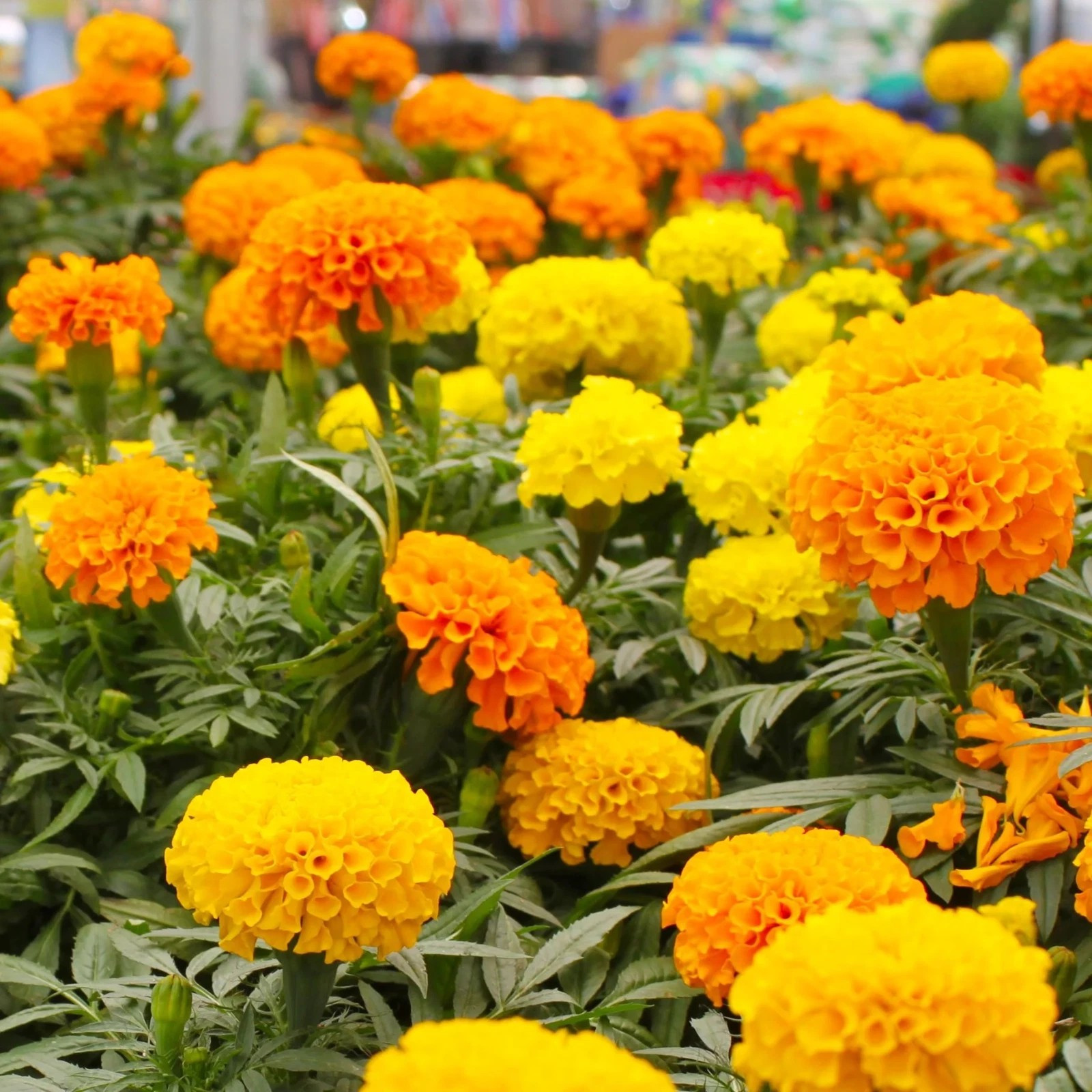 200+ AFRICAN MARIGOLD – CRACKERJACK MIX —- LARGE —- AAS AWARD WINNER