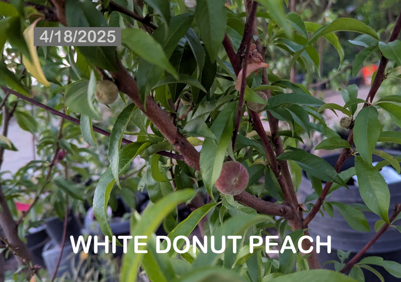 1 (One) Live “WHITE DONUT PEACH” plant rooted about 36″ tall.