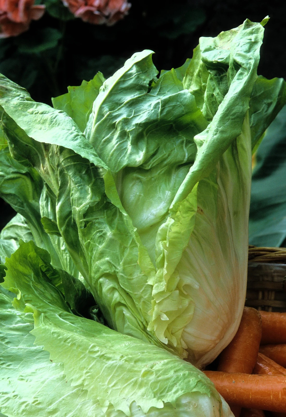 Sugar Loaf Endive Seeds, NON-GMO, Blonde of Paris, Blanching Escarole, FREE SHIP