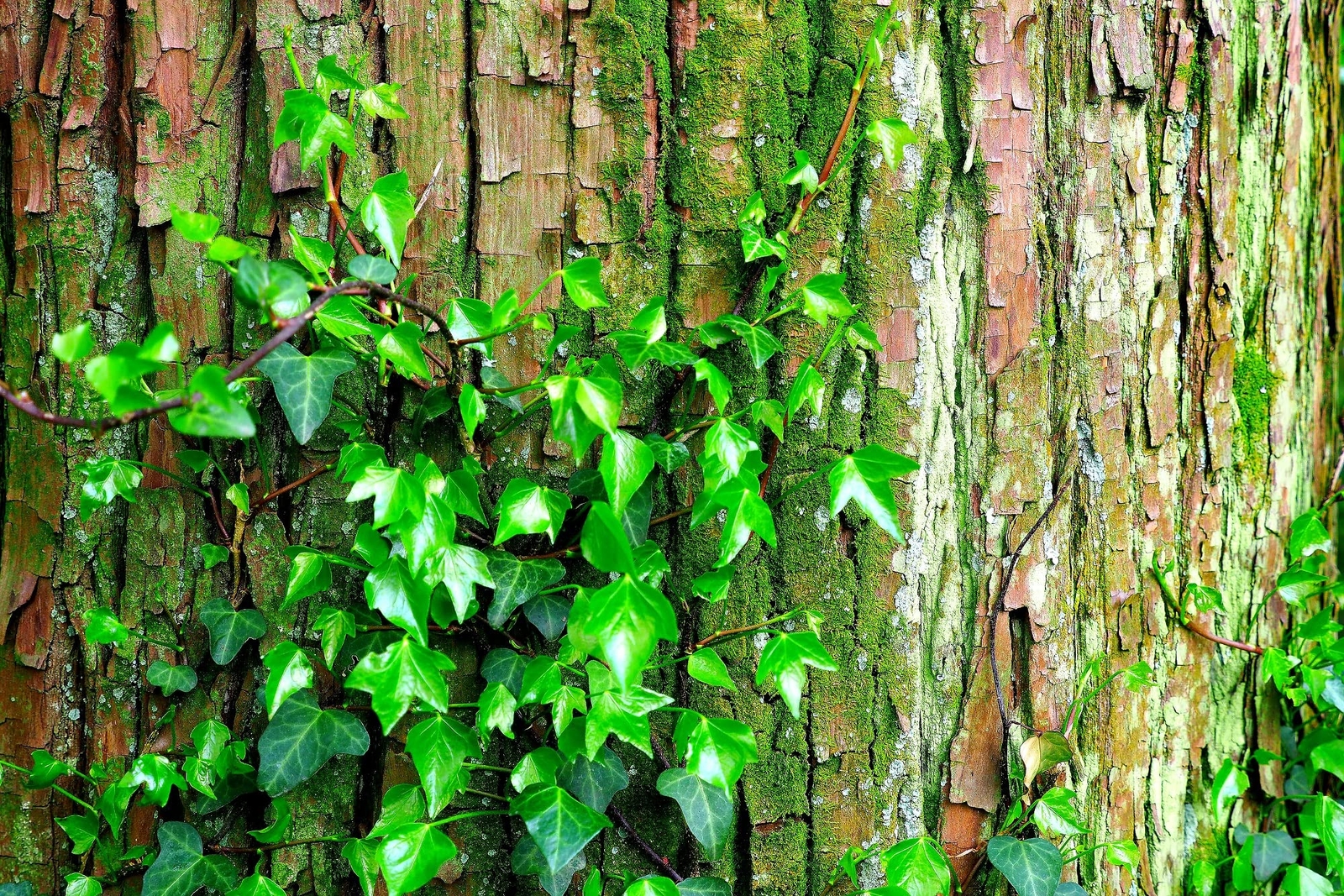 50 Climbing Ivy Seeds for Planting – Easy to Grow Boston Ivy Vine – Ships from I