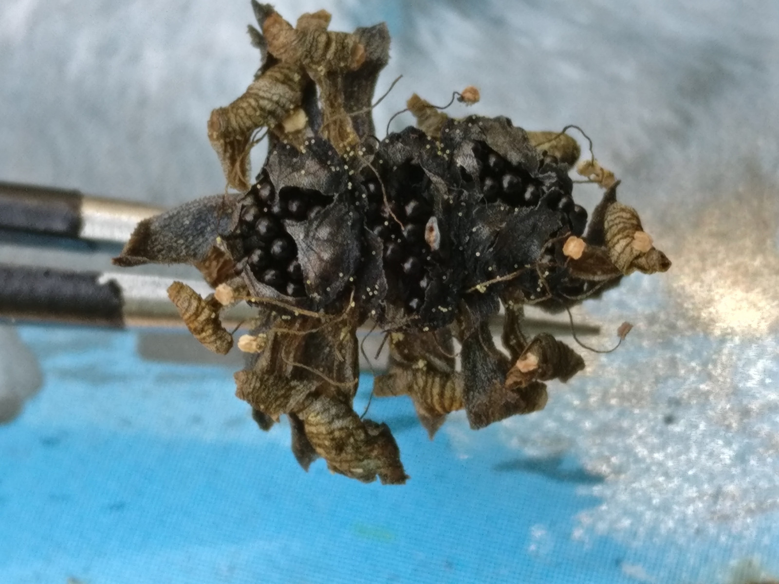 40 freshly harvested (2023 July) Venus Flytrap seeds