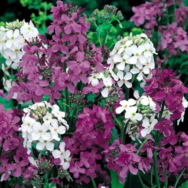 50+ DAMES ROCKET MIX FLOWER SEEDS / PERENNIAL