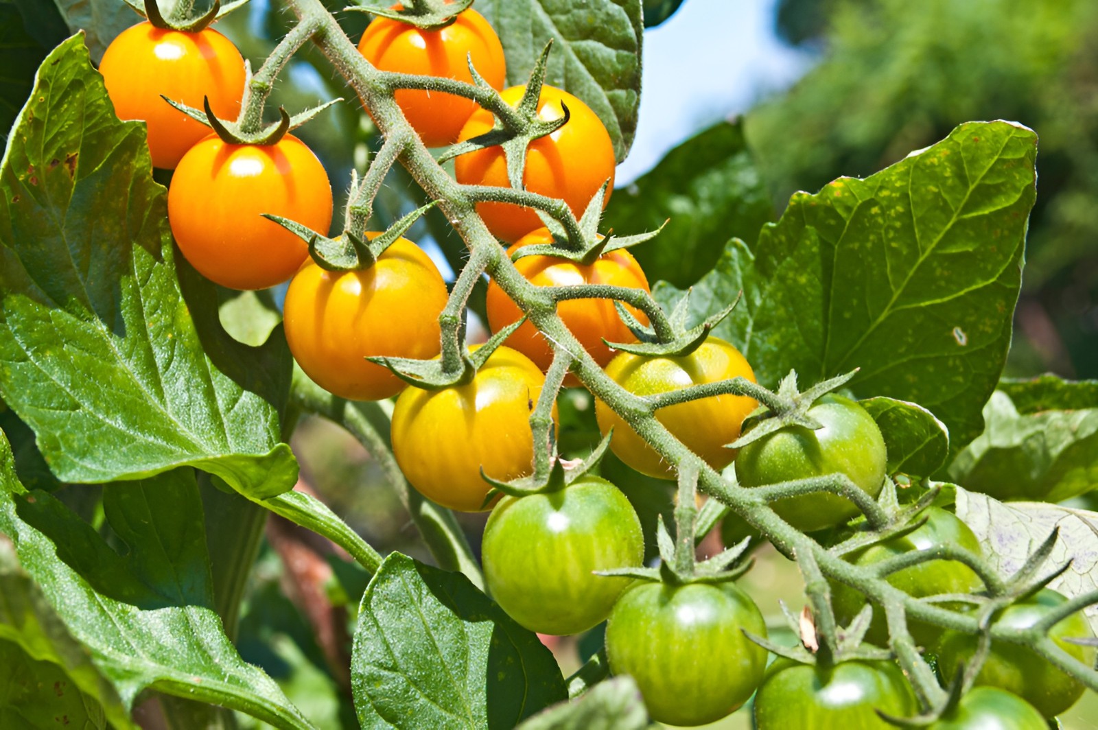 50 Rare Sweet Orange II Cherry Tomato Seeds – Open Pollinated Version Of Sungold