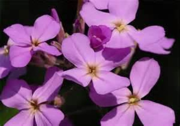 EVENING SCENTED STOCK FLOWER 200 FRESH SEEDS FREE USA SHIPPING
