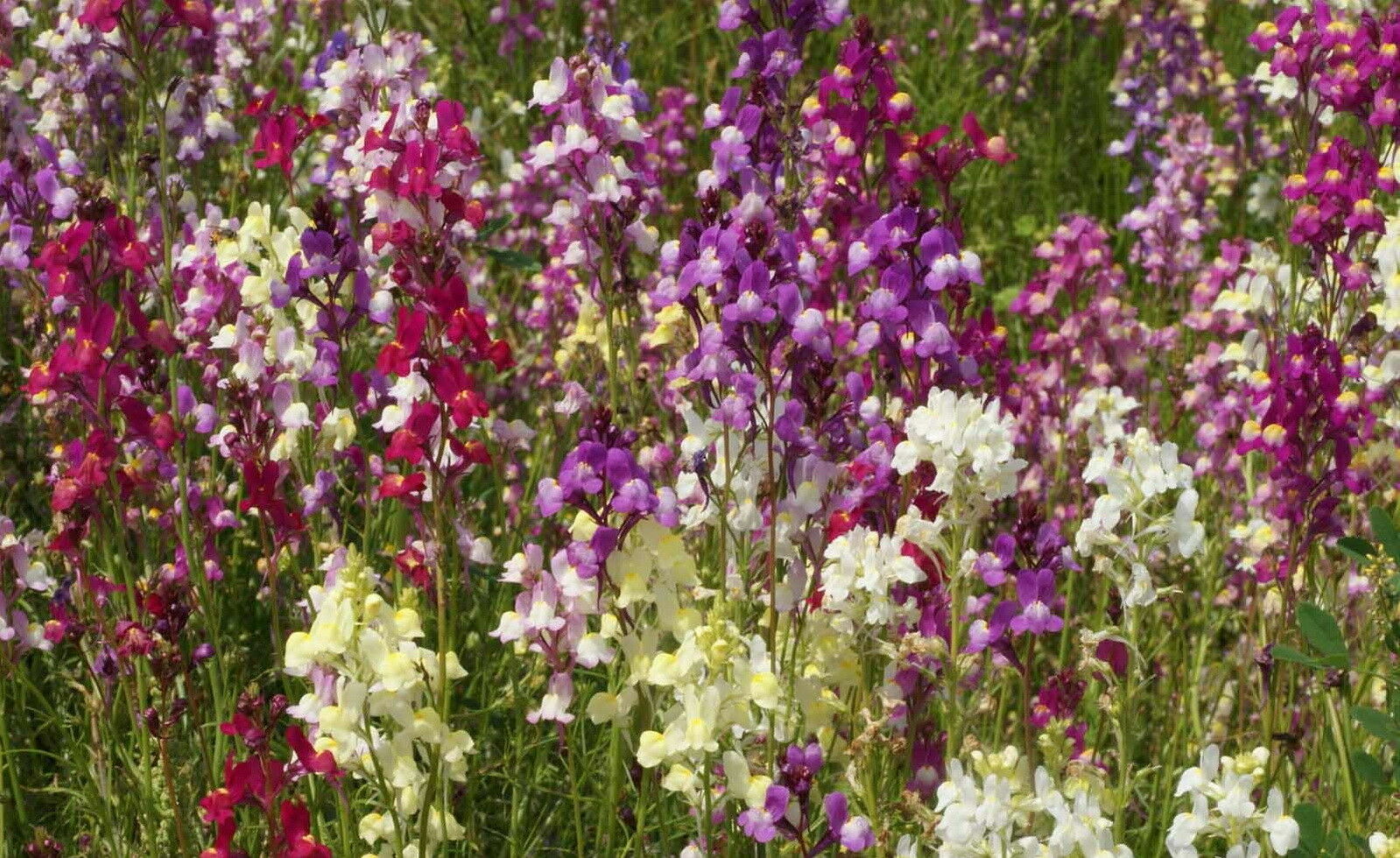 Spurred Snapdragon Flower Seeds Northern Lights (4000 to 400,000 SEEDS)