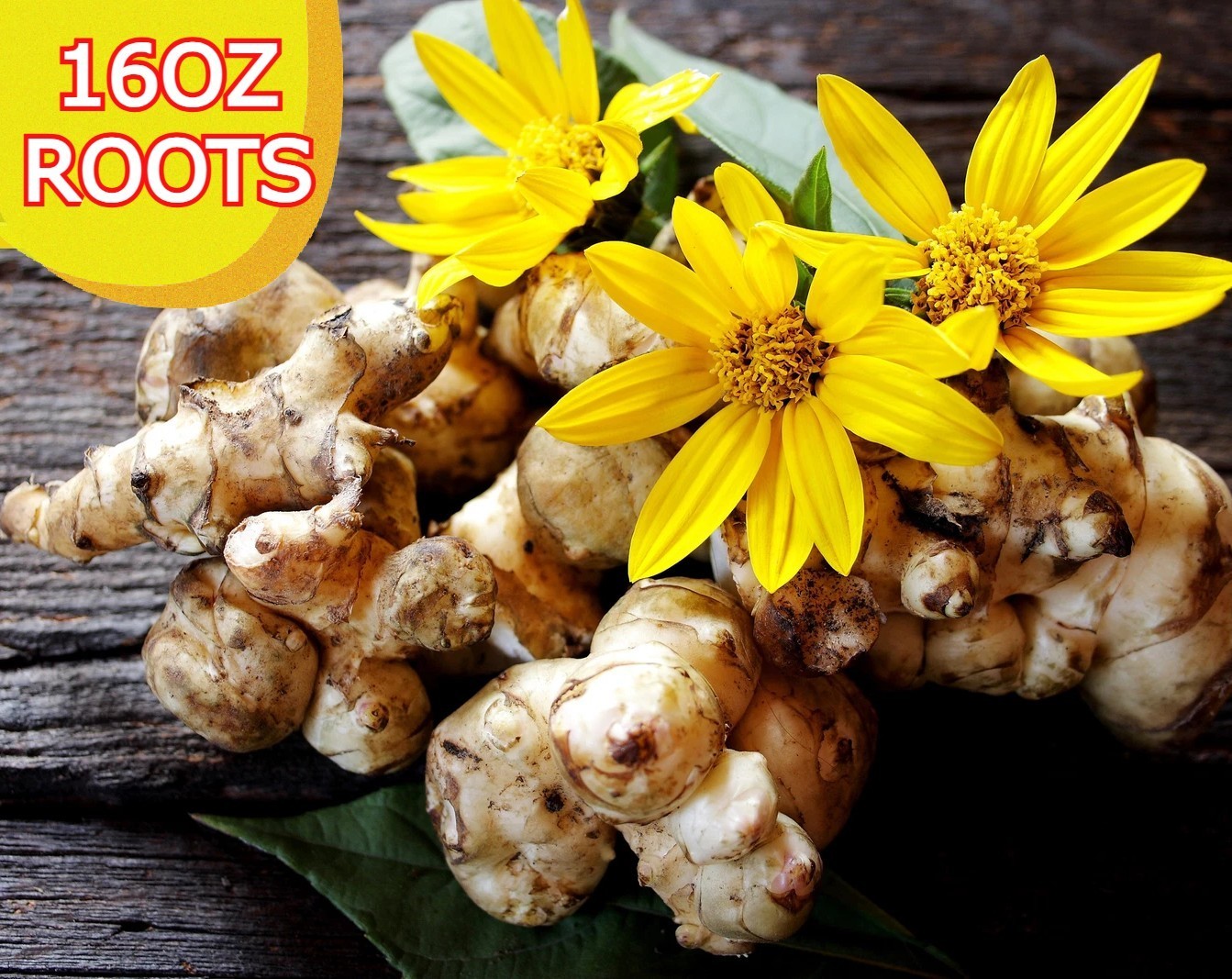 16OZ Jerusalem Artichokes tubers Sunchokes Roots Tubers freshly dug plant or eat
