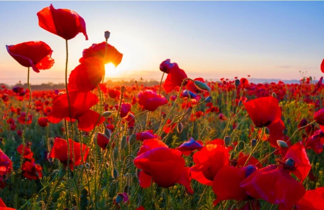 8000 Red Papaver Rhoeas Seeds Poppy Heirloom Rare Poppies Himalayan Meconopsis