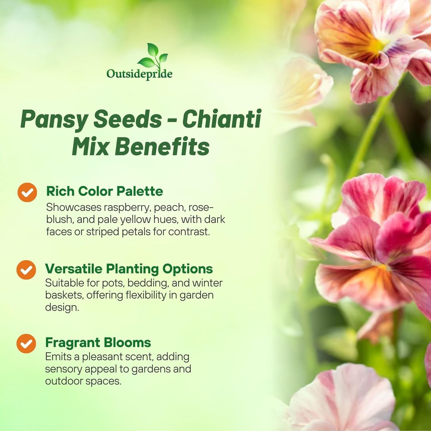 50 Seeds Pansy Chianti Flower Seed Mix – Viola x wittrockiana