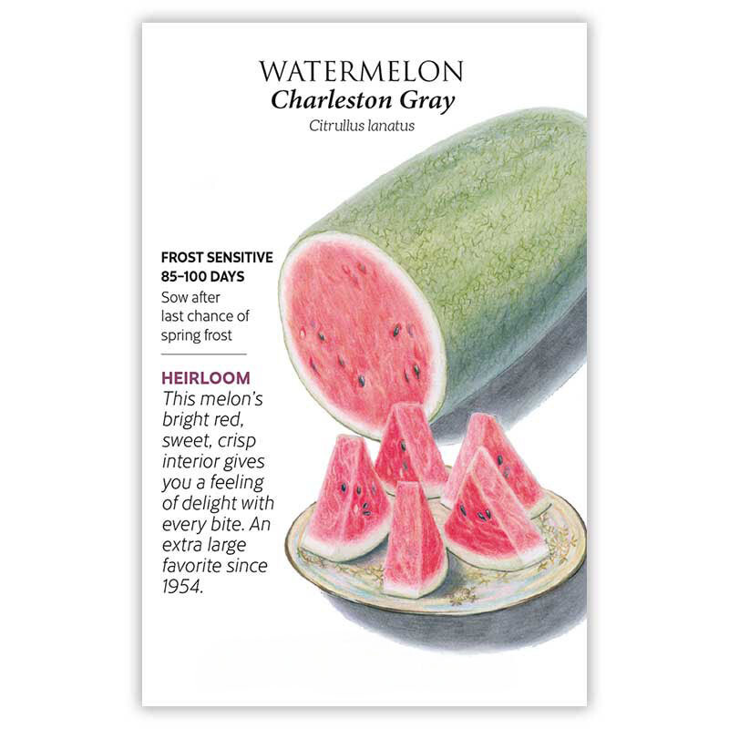 Charleston Gray Watermelon Seeds (20) / ORGANIC / FLORIDA GROWN / RARE