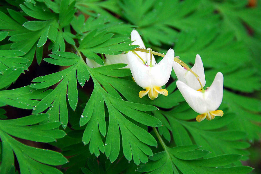 5 Dutchman’s Breeches Bulbs/Root Systems, Bleeding Heart – Dicentra cucullaria