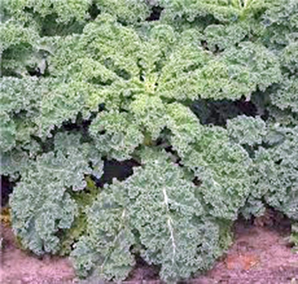 KALE SEED, DWARF SIBERIAN, HEIRLOOM, NON GMO, 500 SEEDS, HEALTHY GREENS