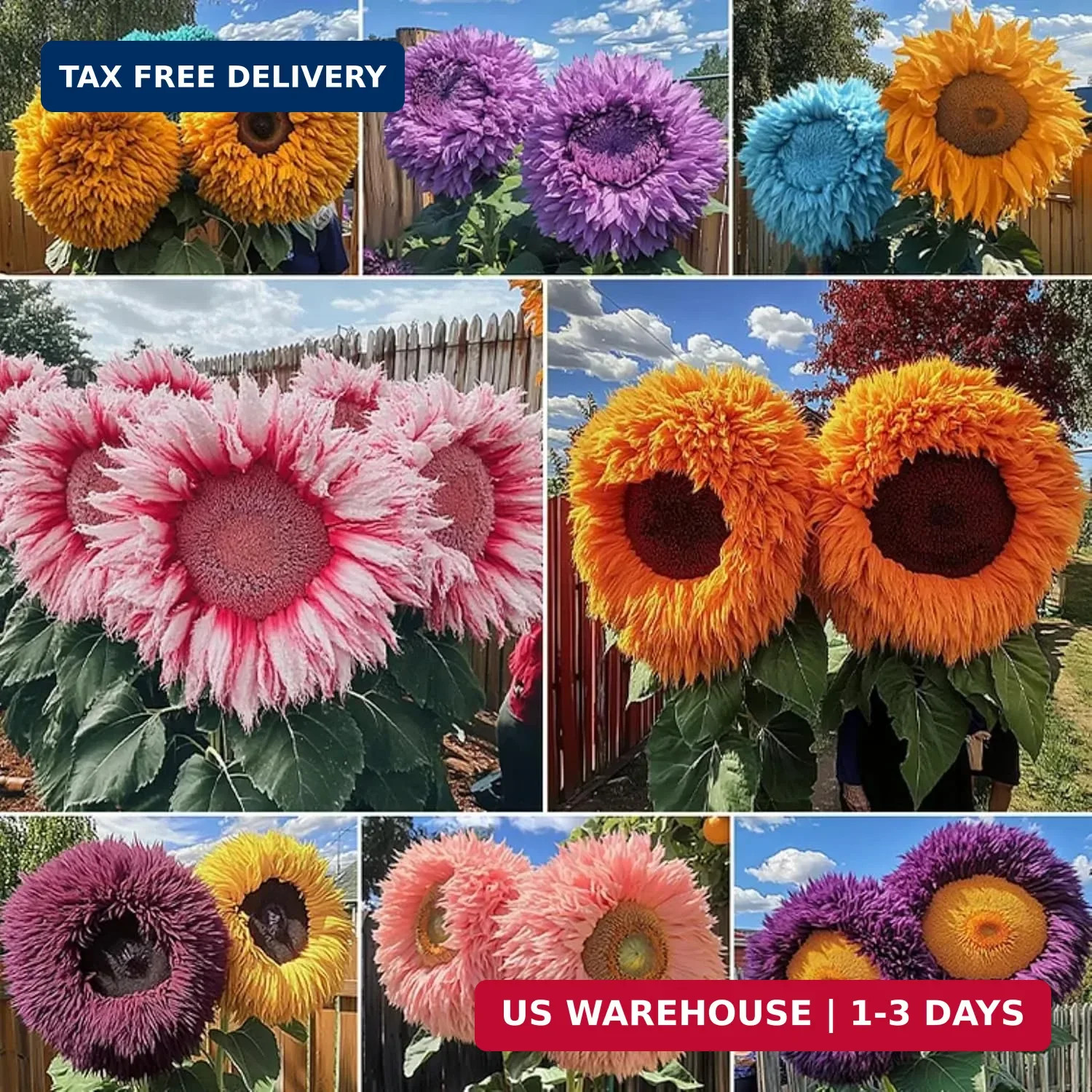700+ Sunflower Seeds for Planting – Giant Teddy Bear Sunflower Heirloom Non-GMO