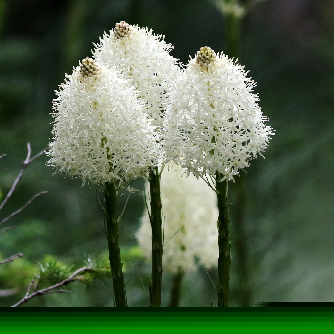 Bear Grass Nodina Microcarpa Seeds Free Shipping!