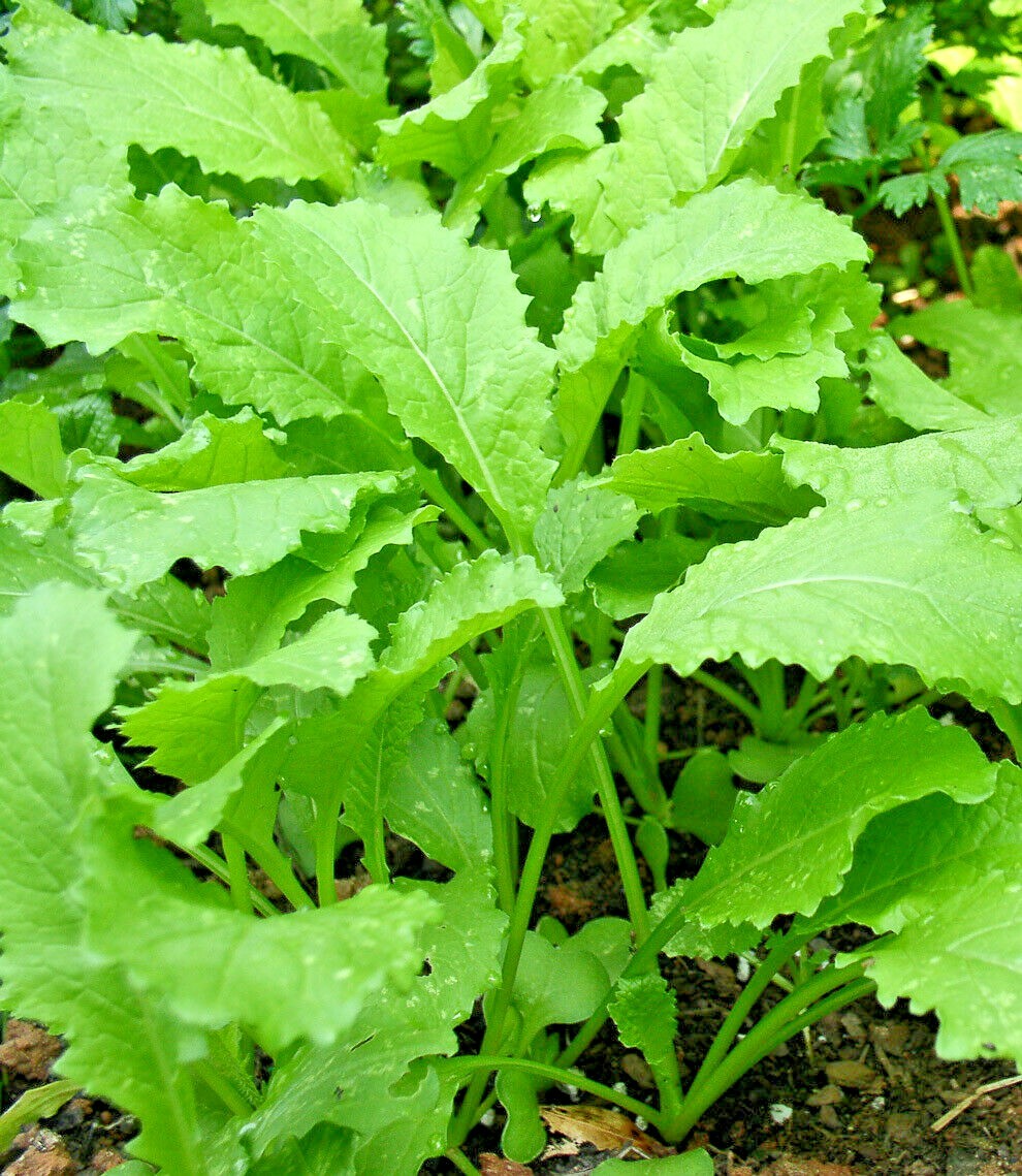 1001+SEVEN TOP TURNIP Seeds Organic Native Vegetable Garden Container Greens