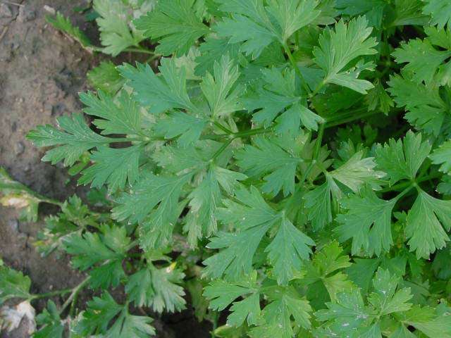 PARSLEY * BULK * 1000 SEEDS * DARK GREEN ITALIAN FLAT LEAF*