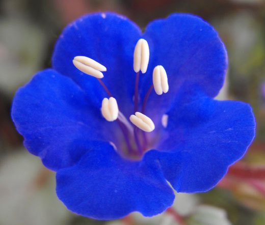 CALIFORNIA BLUEBELL Phacelia Campanularia – 2,000 Bulk Seeds
