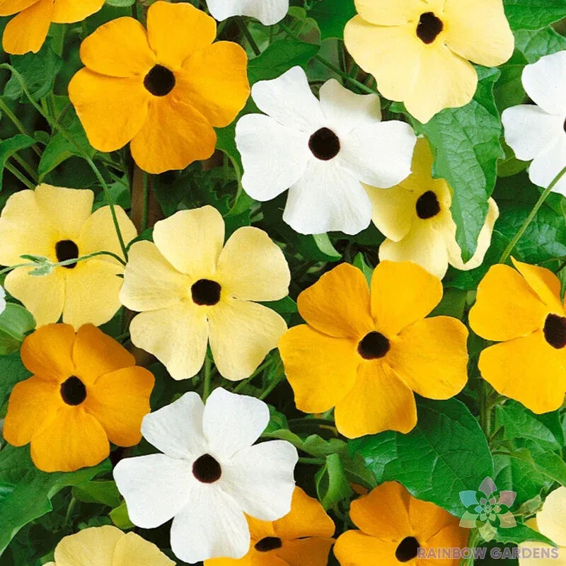 200+ Vine Mix Rudbeckia Seeds for Garden Planting – USA – FREE SHIPPING!
