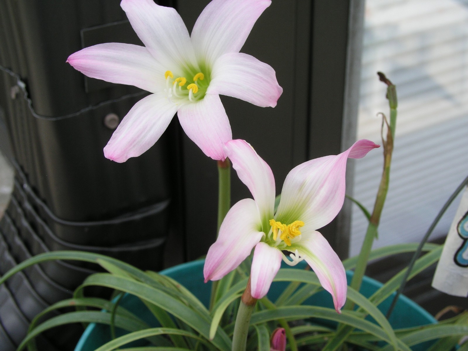 Rain Lily, Habranthus tubisflora, 1 bulb, NEW, RARE, zephyranthes