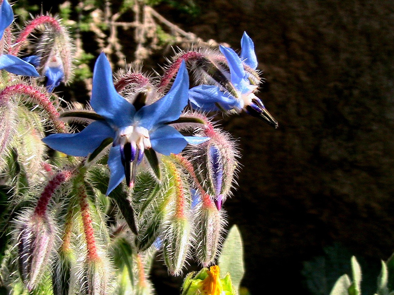 150 Borage Seeds – Borago officinalis seeds – Deer resistant – Flowers – Herb